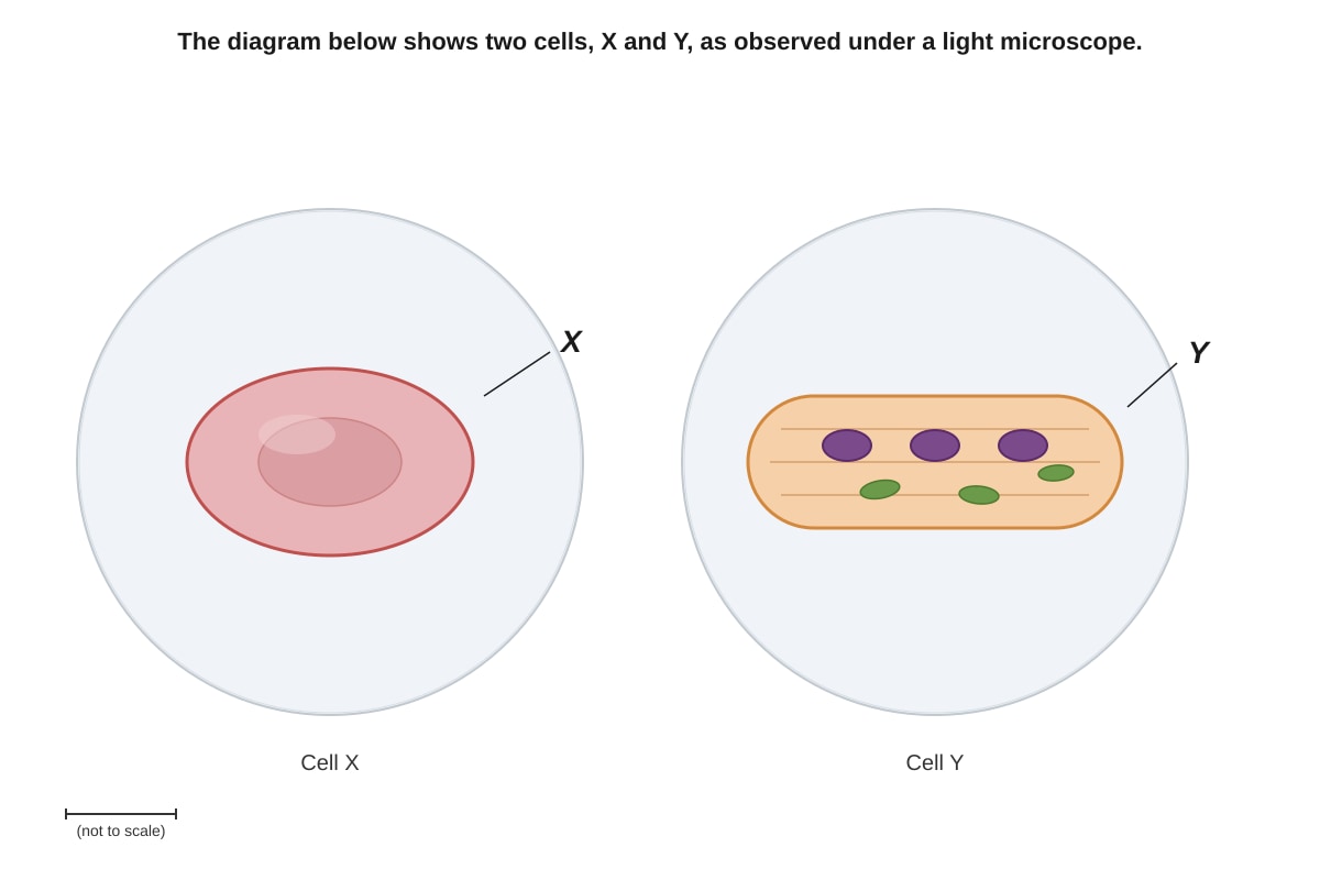 Diagram for placeholder 1 (SEC4 Combined Sci Bio)