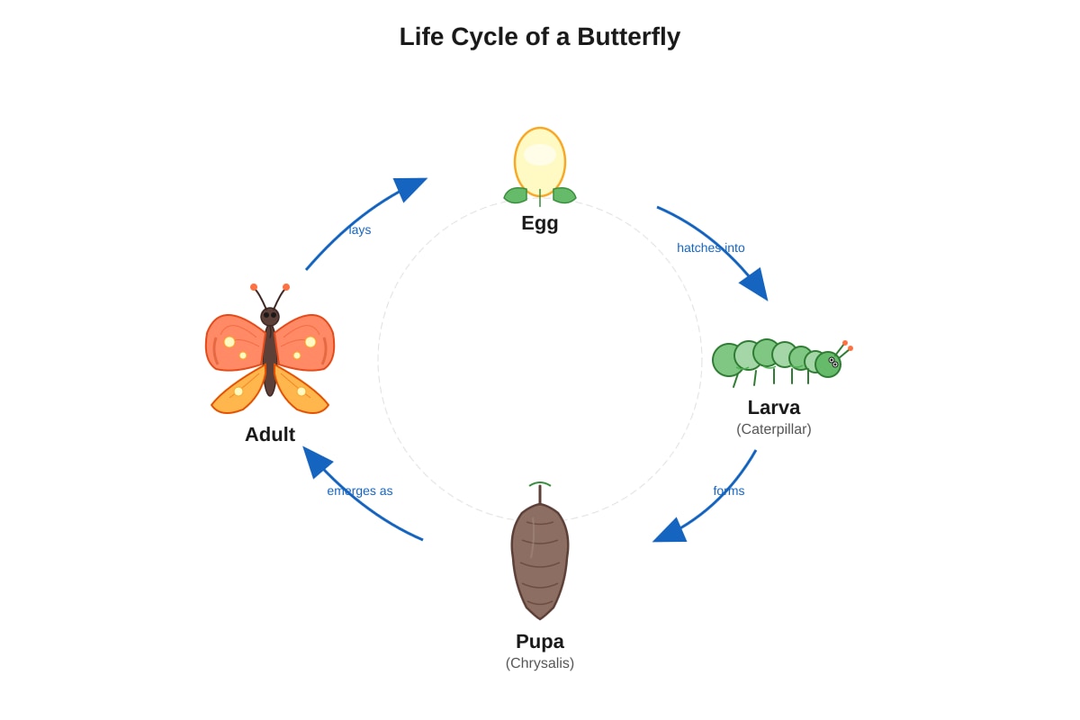 Diagram for Q8 (P5 Science)