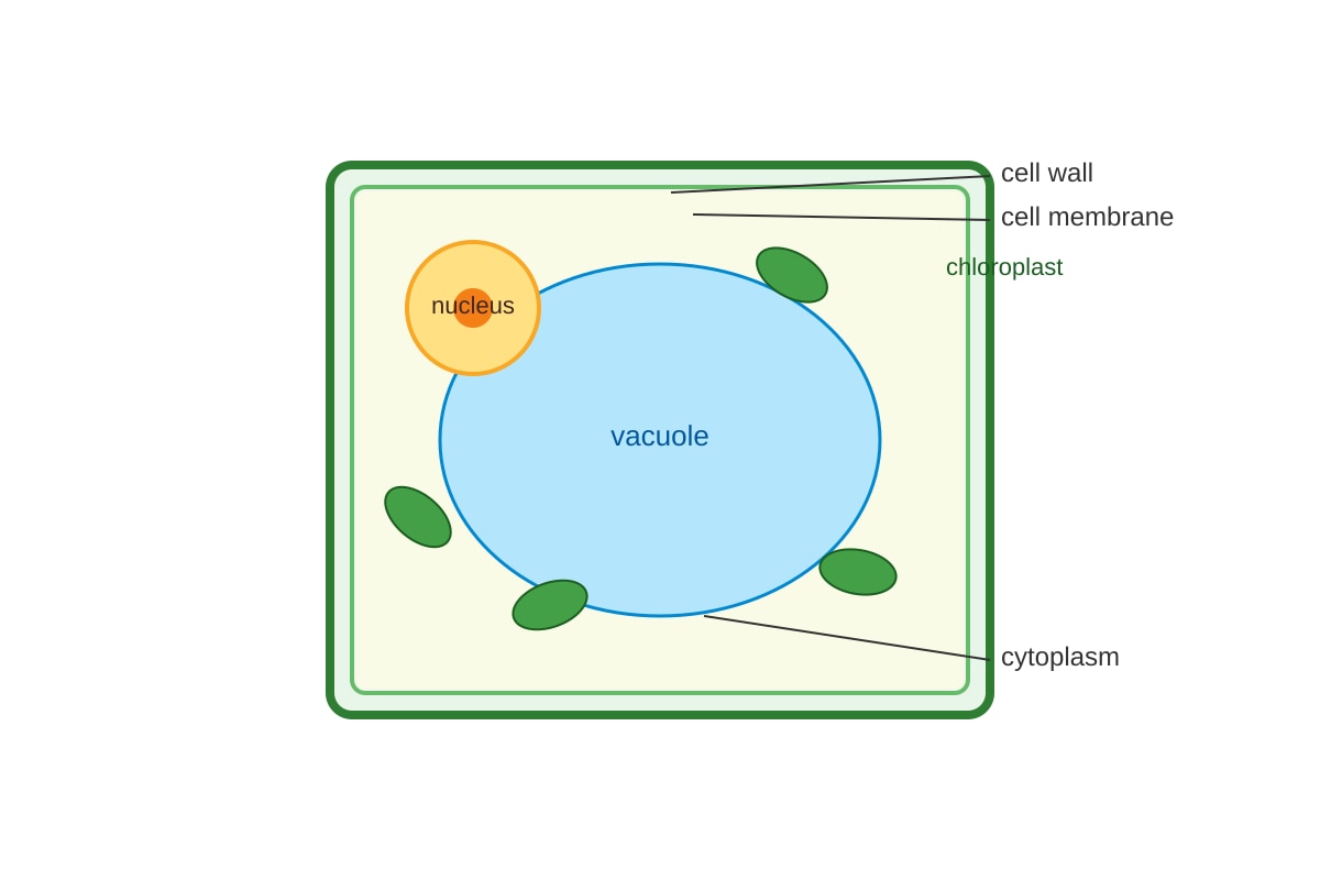 Diagram for Q11 (SEC1 Science)