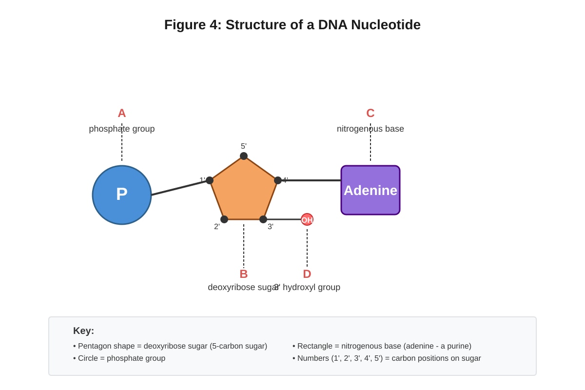 Diagram for Q15 (ALEVEL Biology H2)