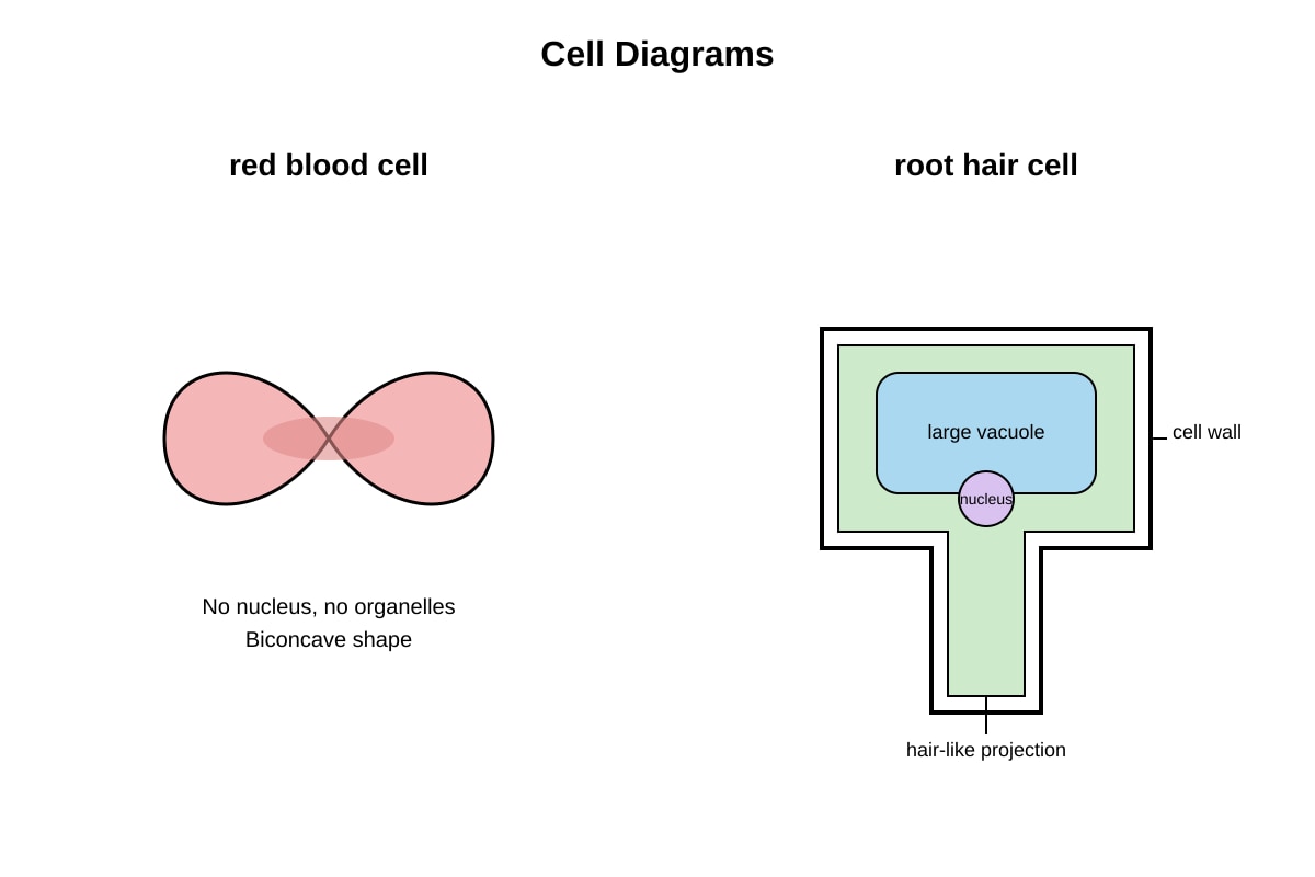 Diagram for Q7 (SEC3 Biology)