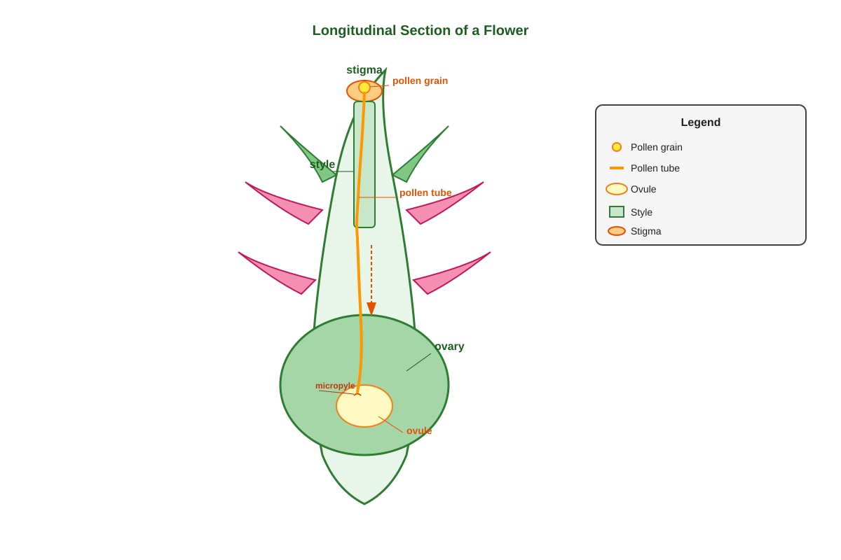 Diagram for Q17 (P5 Science)