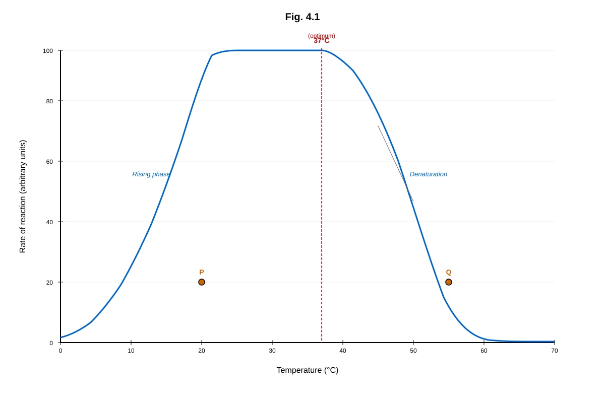 Graph for Q4 (ALEVEL Biology H2)