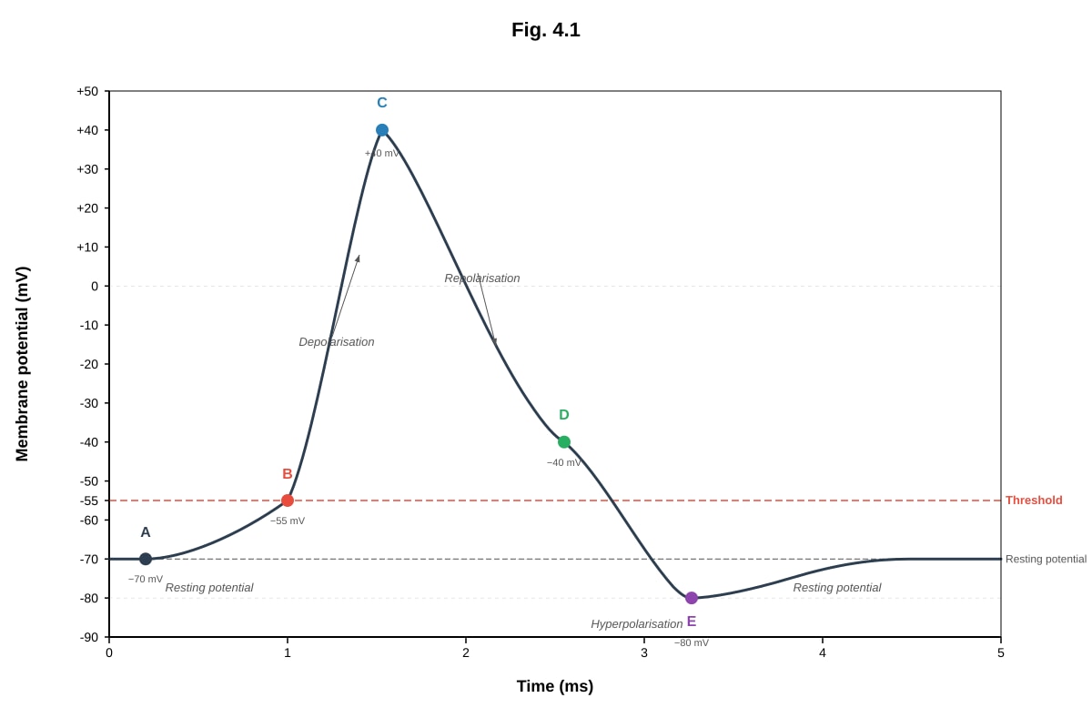 Graph for Q4 (ALEVEL Biology H2)