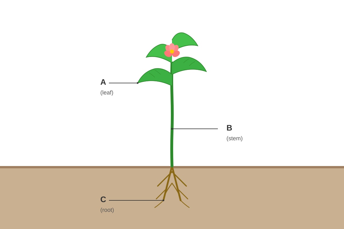 Diagram for Q1 (P4 Science)