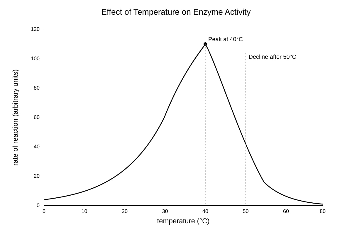 Graph for Q13 (ALEVEL Biology H2)