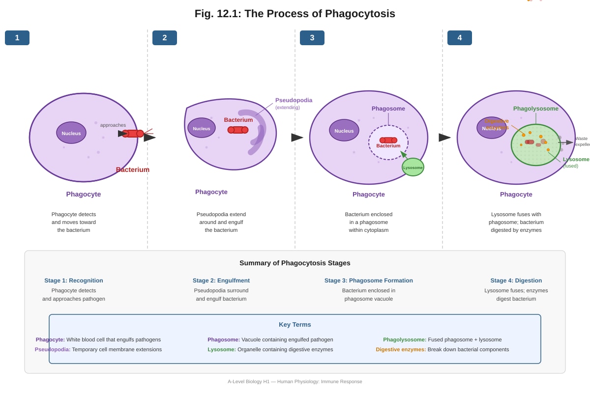 Diagram for Q12 (ALEVEL Biology H1)