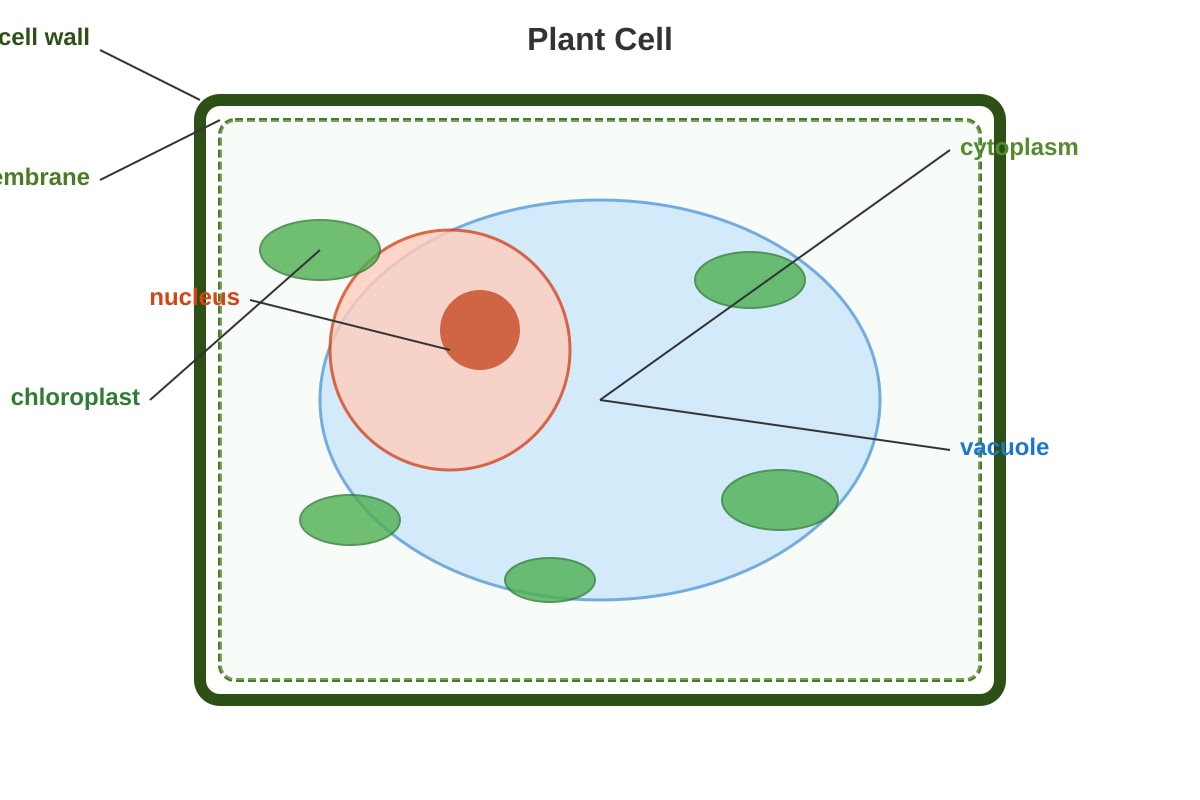 Diagram for Q19 (P5 Science)