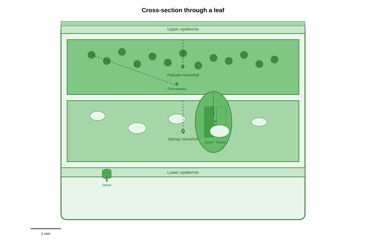 Diagram for placeholder 2 (SEC3 Biology)