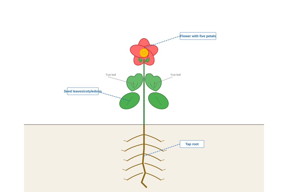 Diagram for Q8 (P4 Science)