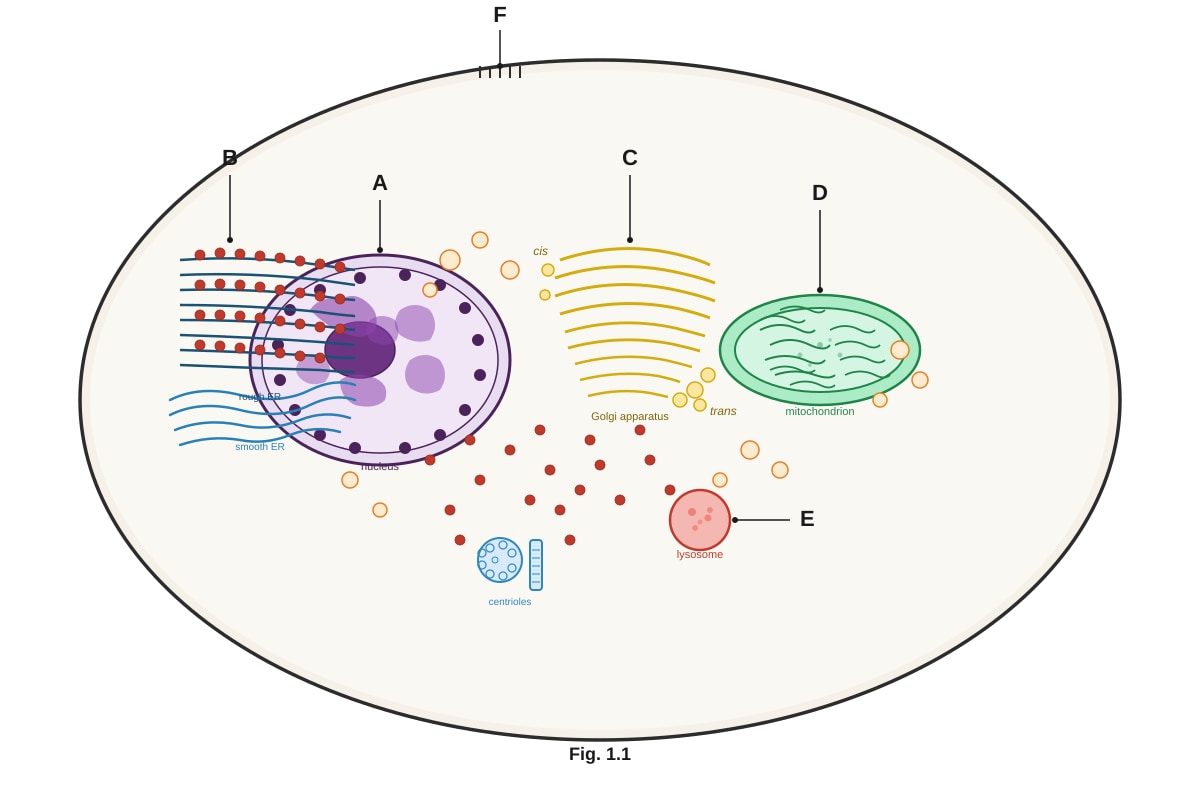 Diagram for Q1 (ALEVEL Biology H2)
