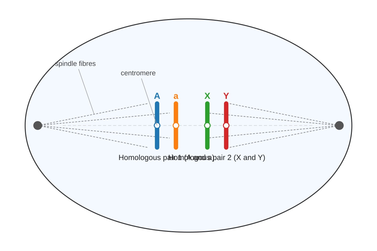 Diagram for Q8 (SEC3 Biology)