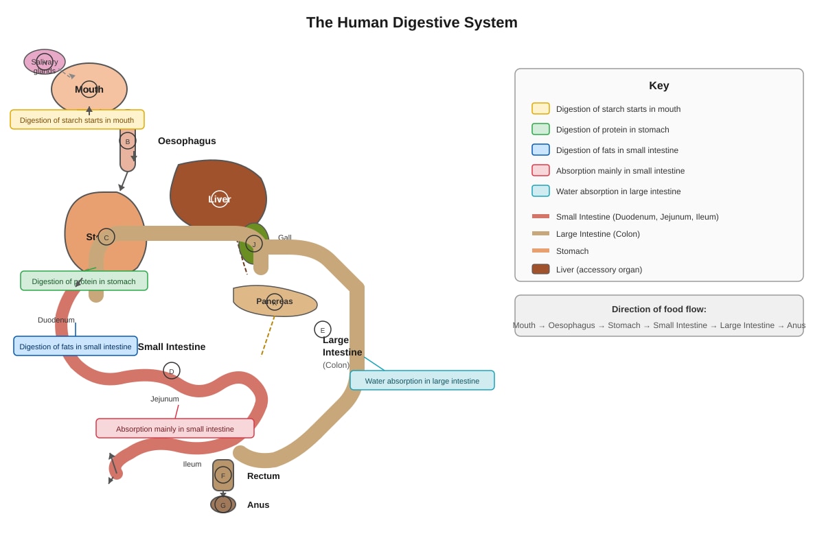 Diagram for Q40 (P6 Science)