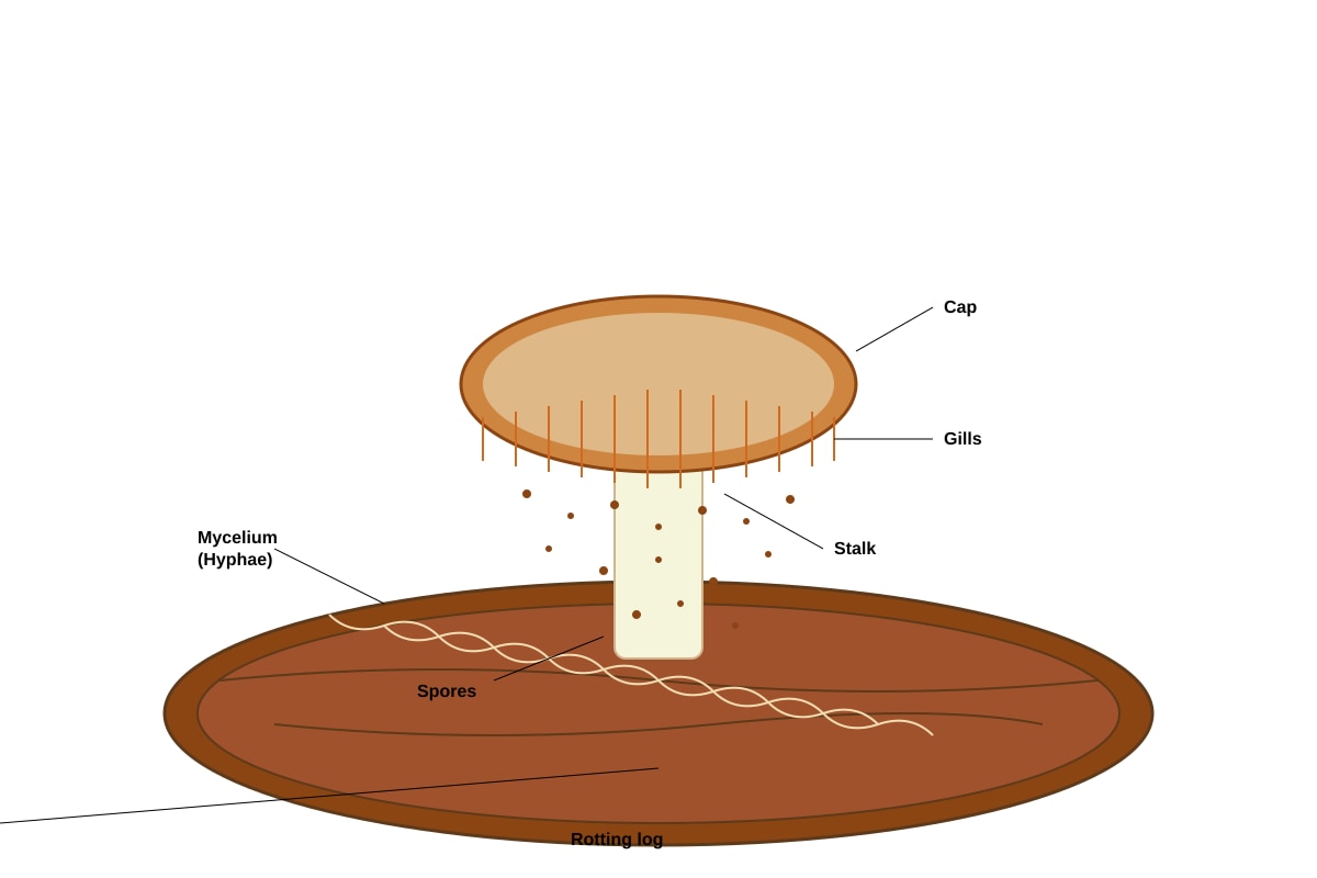 Diagram for Q34 (P6 Science)