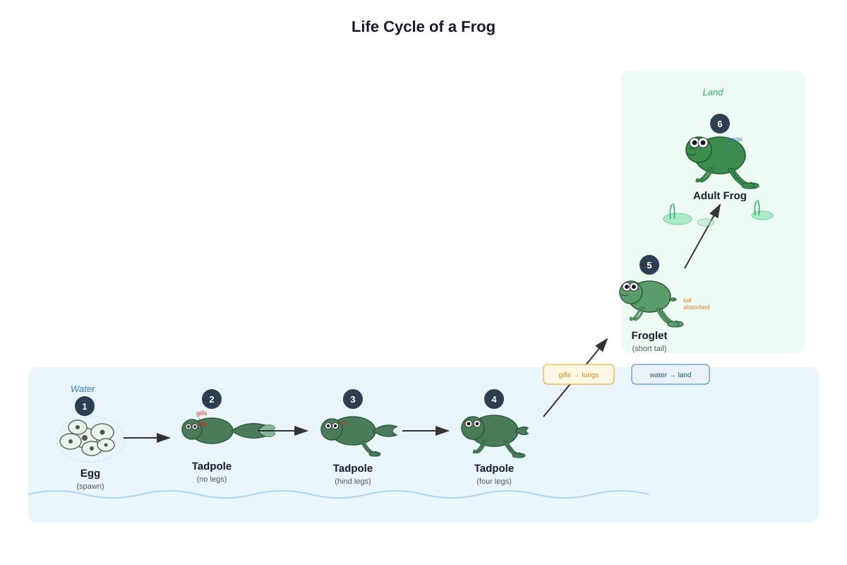 Diagram for Q3 (P4 Science)