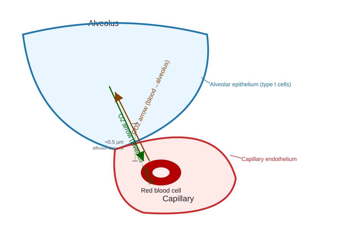Diagram for Q11 (ALEVEL Biology H2)