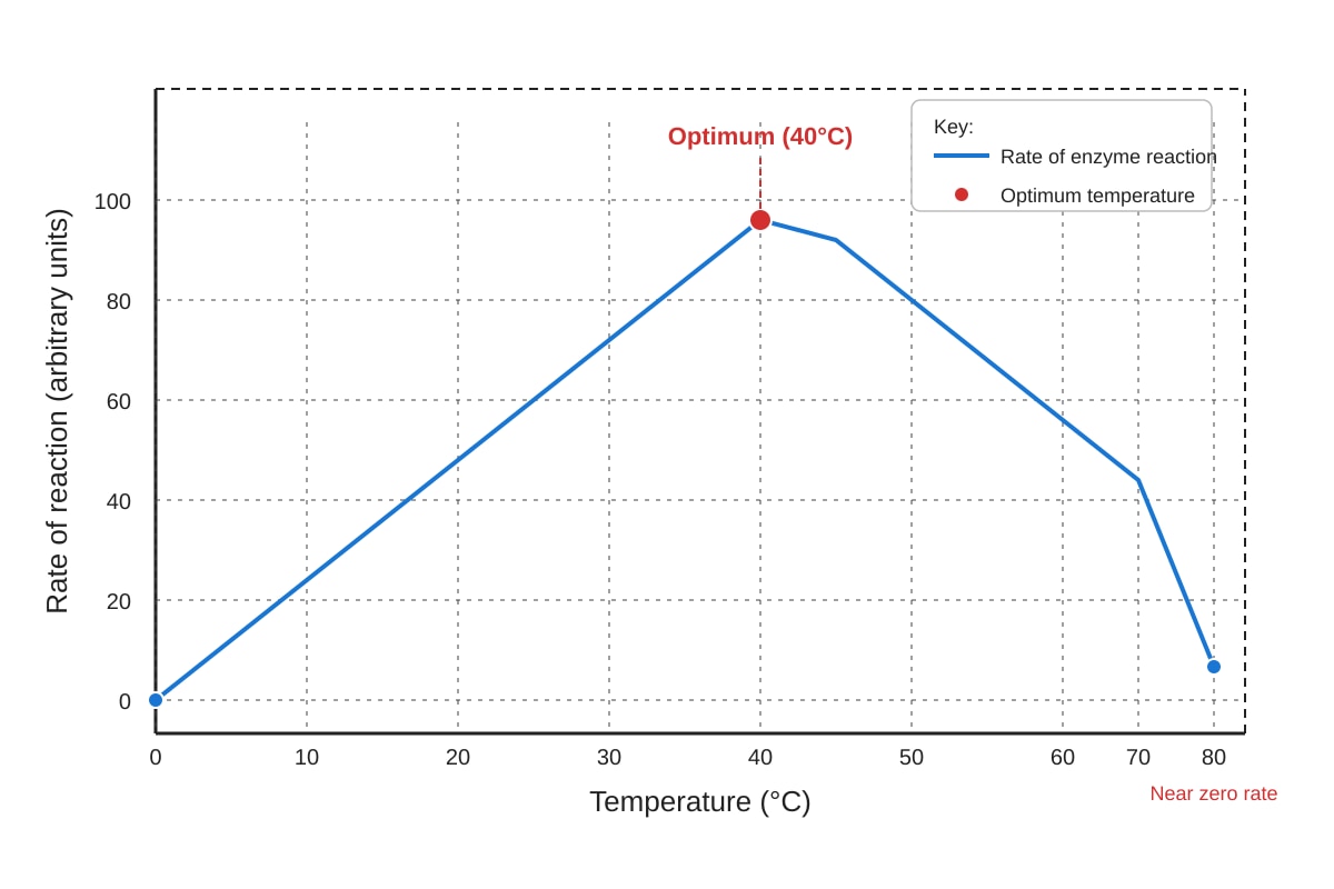 Graph for Q10 (SEC3 Combined Science)