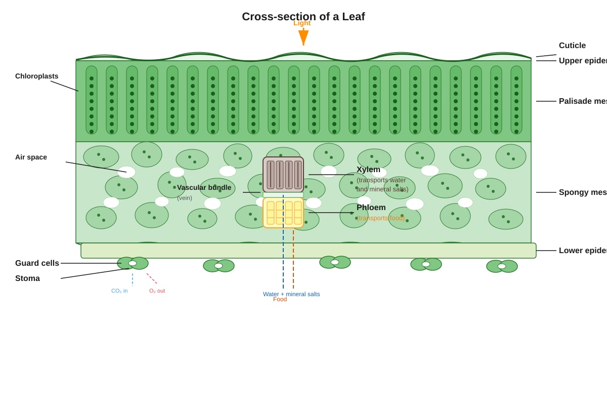 Diagram for placeholder 5 (SEC4 Combined Sci Bio)