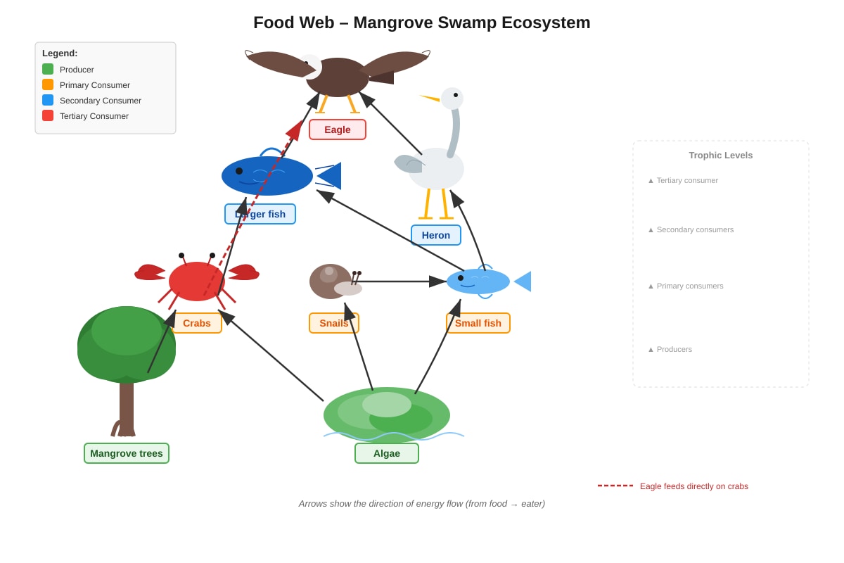 Food Web Diagram for Q18 (P5 Science)