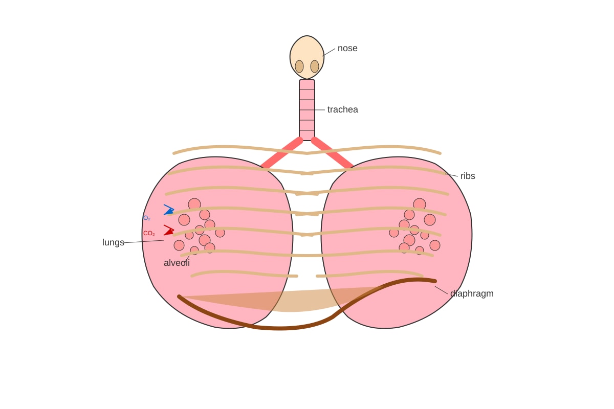 Diagram for Q7 (P5 Science)