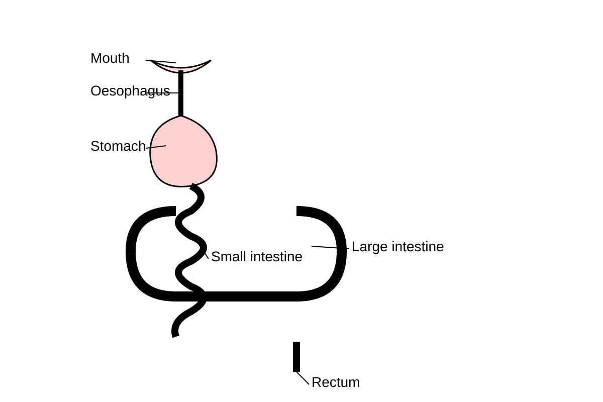 Diagram for Q12 (SEC2 Science)