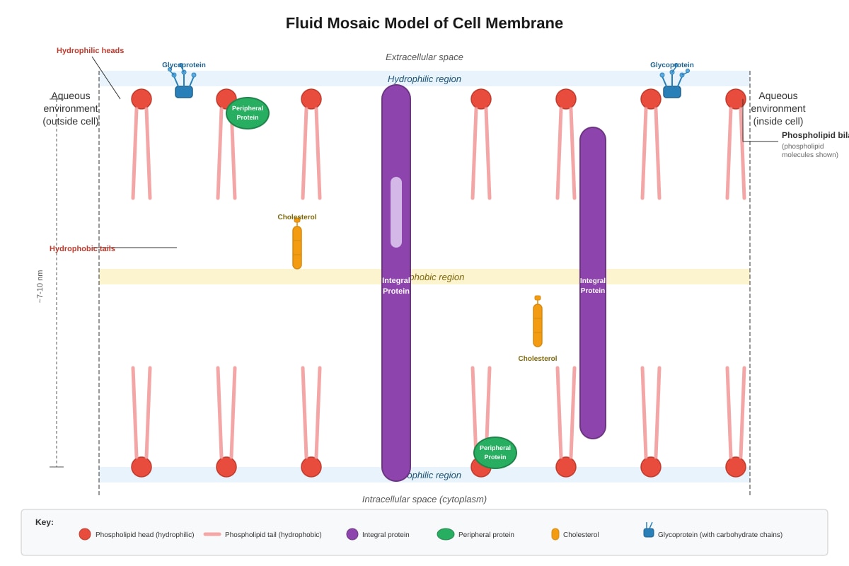 Diagram for Q14 (SEC3 Biology)