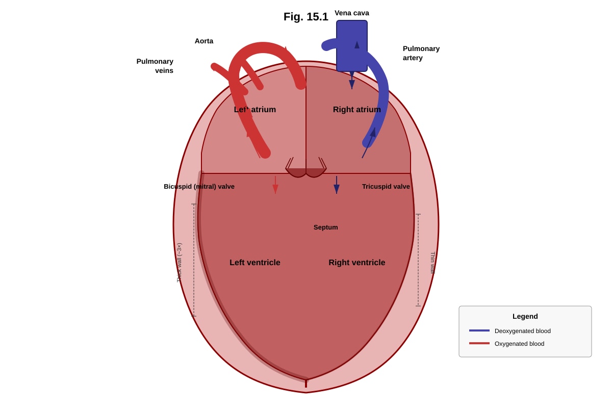 Diagram for Q15 (ALEVEL Biology H1)