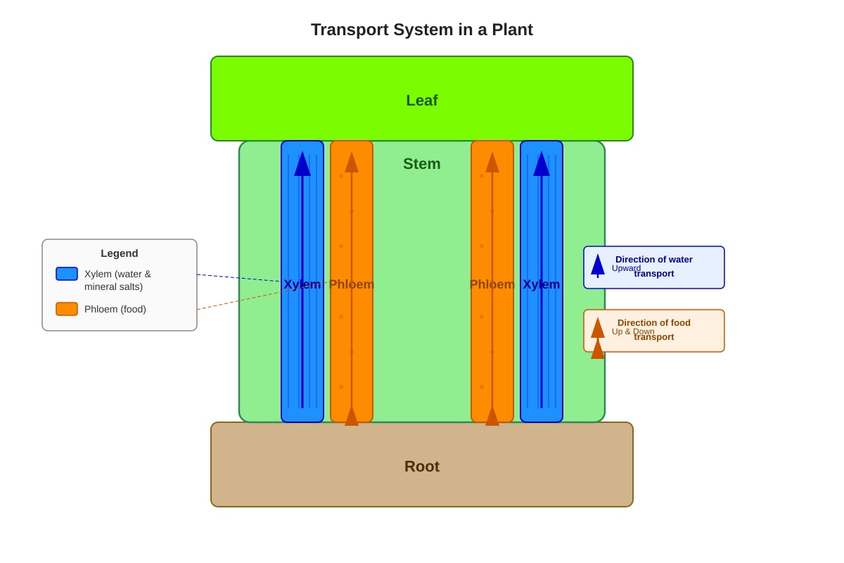 Diagram for Q11 (P5 Science)