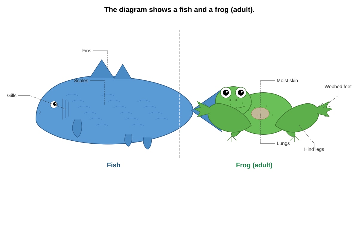 Diagram for Q35 (P6 Science)