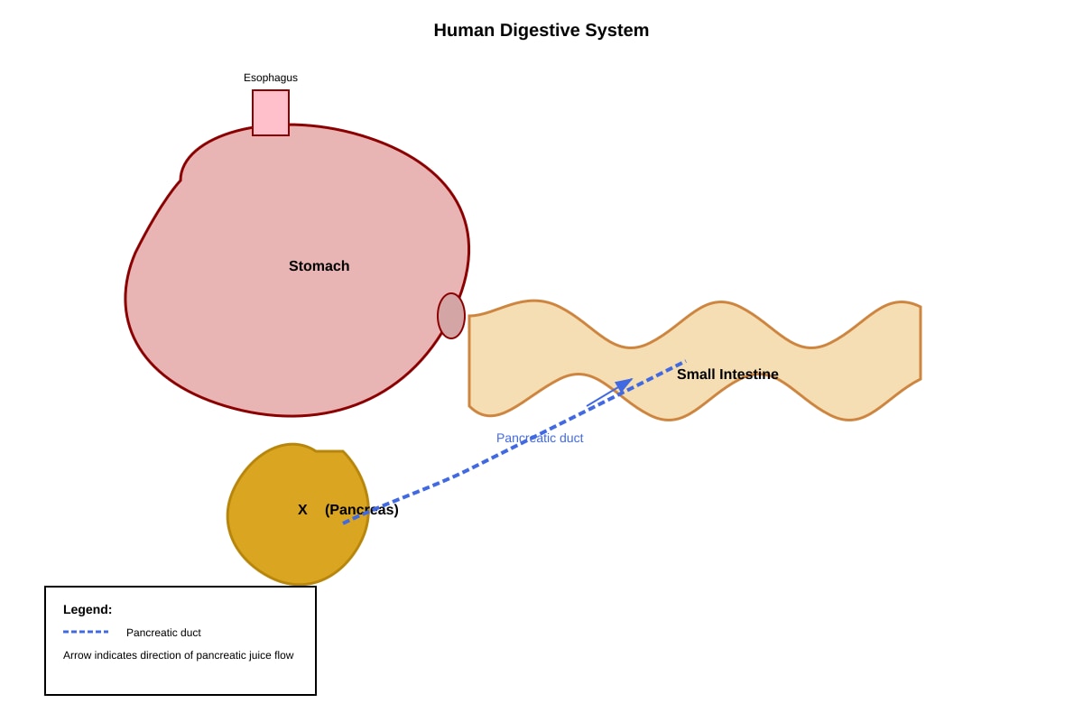 Diagram for placeholder 1 (SEC4 Combined Sci Bio)