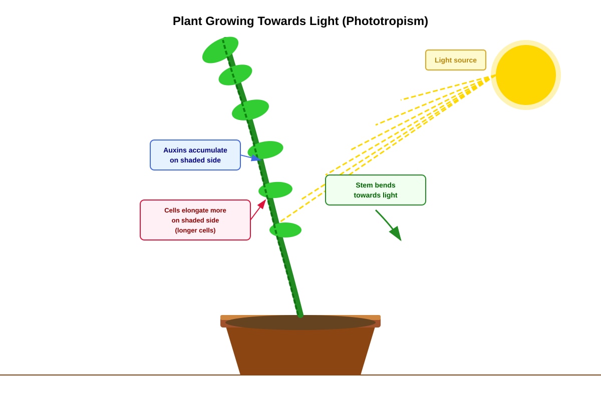 Diagram for Q43 (P6 Science)