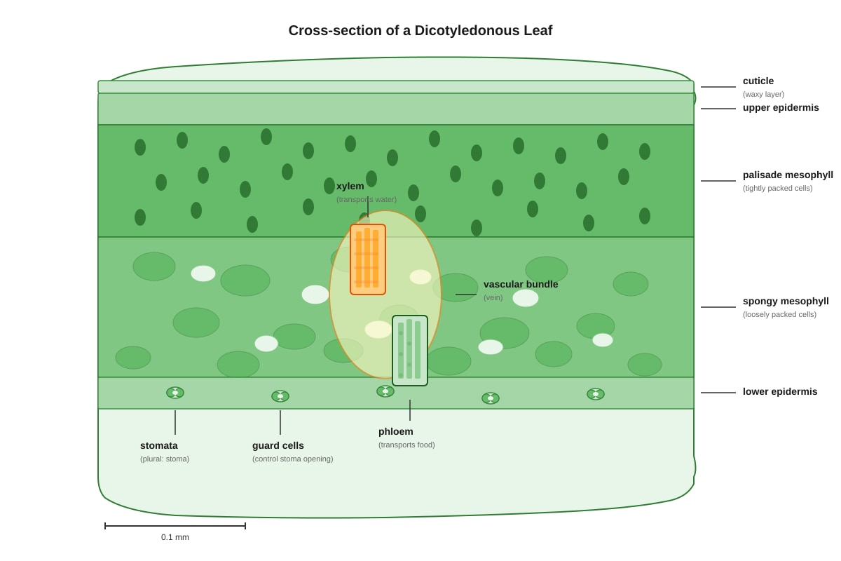 Diagram for Q7 (SEC2 Science)