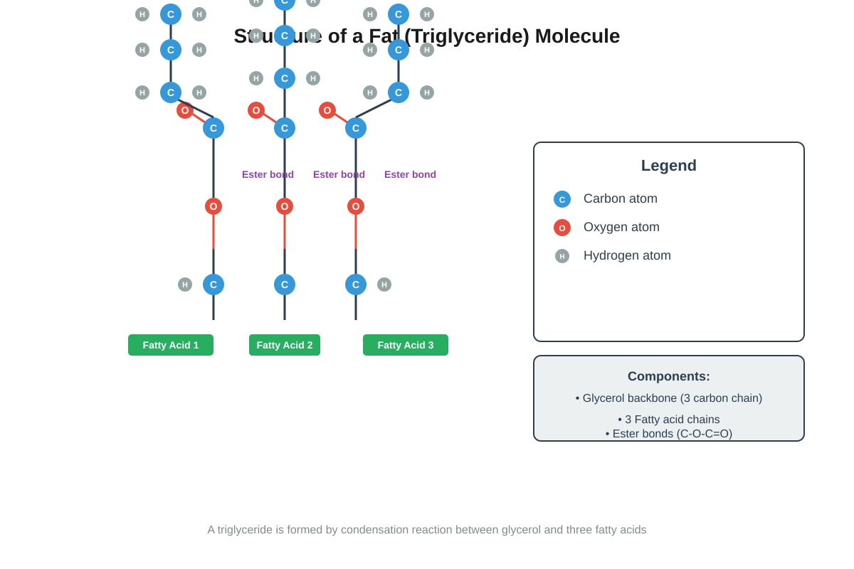 Diagram for placeholder 2 (OLEVEL Biology)