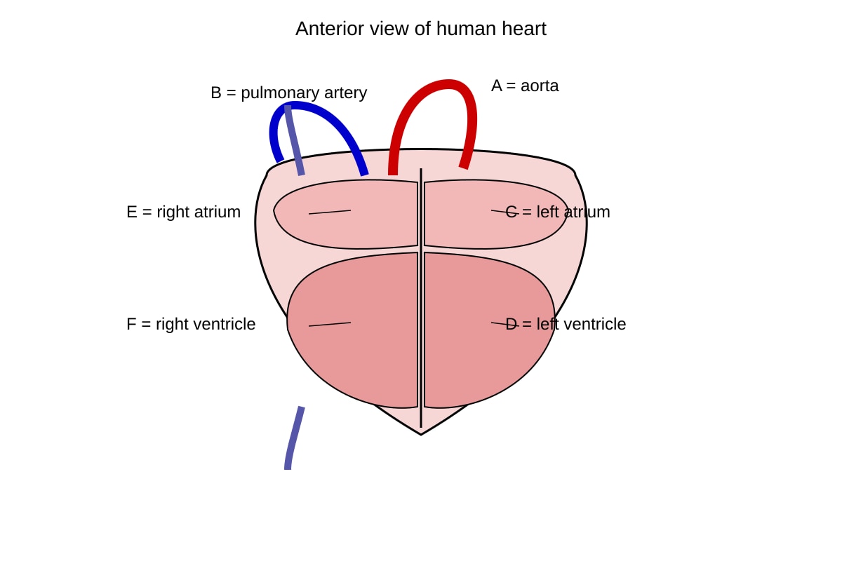 Diagram for Q11 (SEC4 Pure Biology)