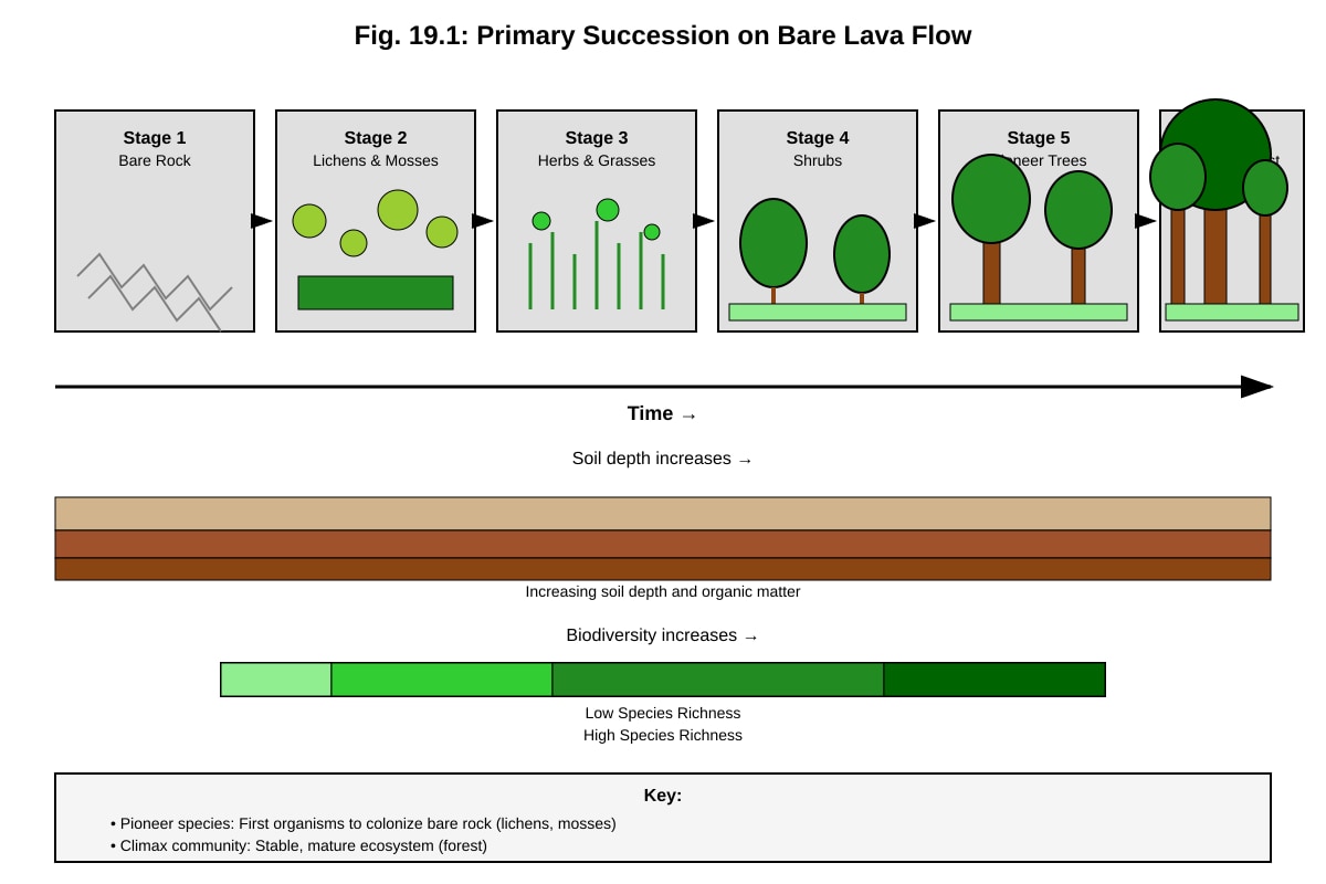 Diagram for placeholder 6 (ALEVEL Biology H2)