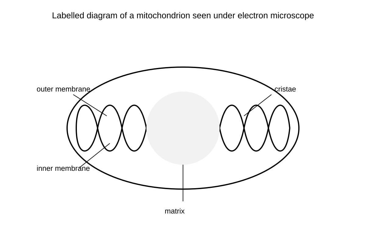Diagram for Q20 (OLEVEL Biology)