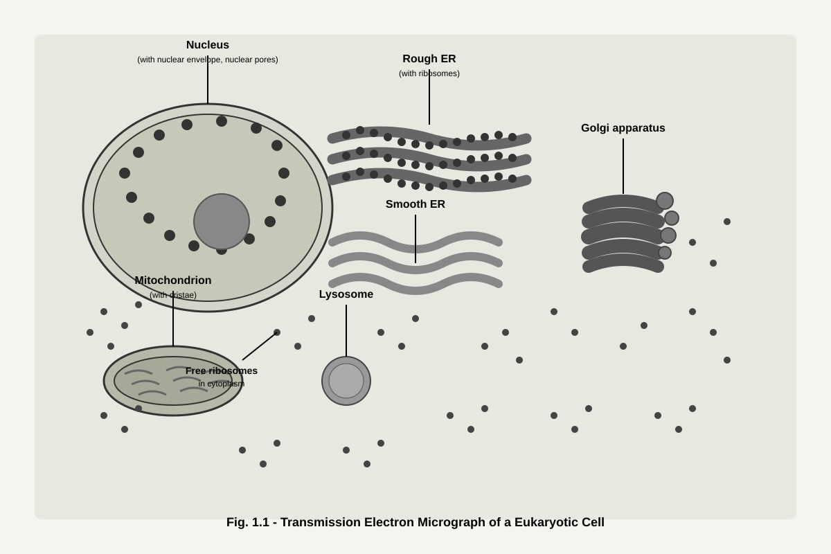 Figure for Q1 (ALEVEL Biology H1)