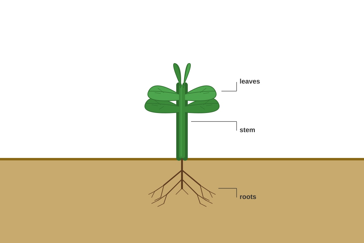 Diagram for Q16 (P4 Science)