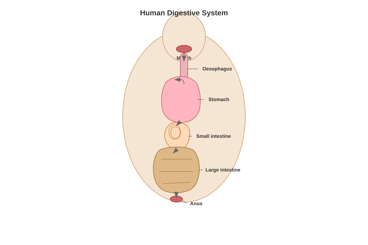 Diagram for Q31 (P5 Science)