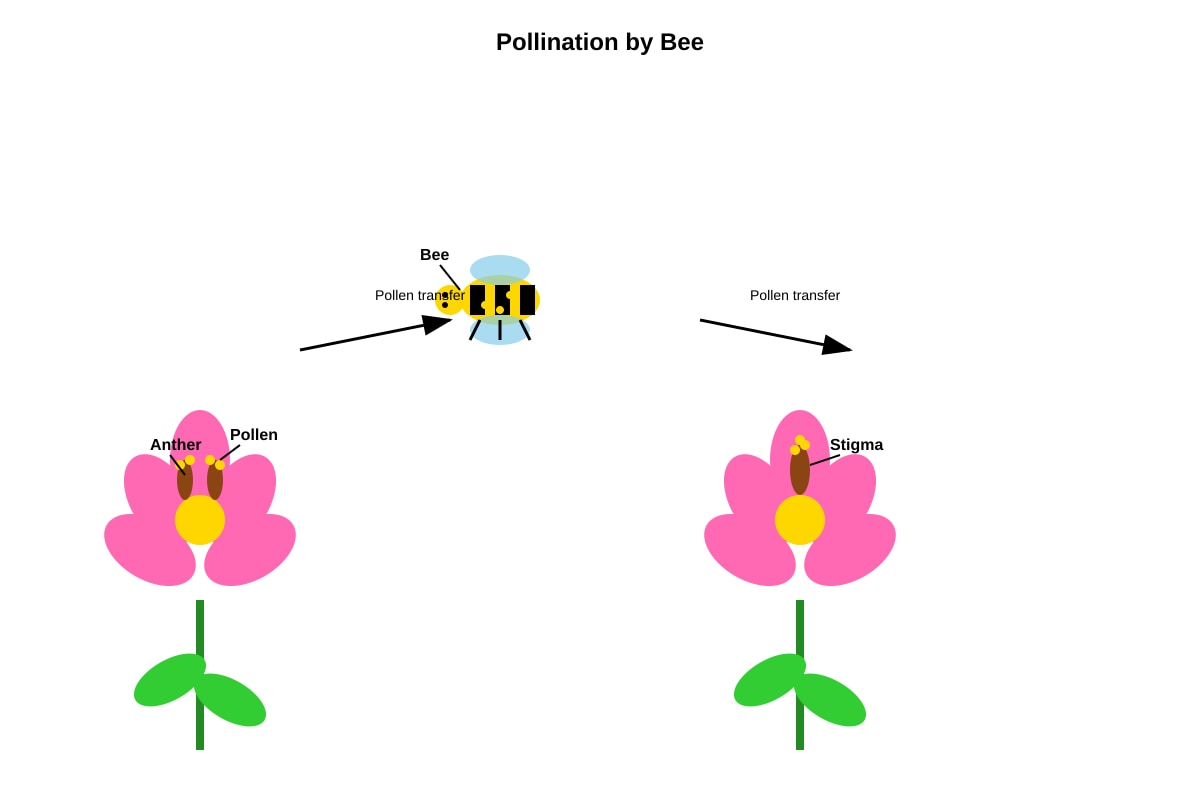 Diagram for Q23 (P5 Science)