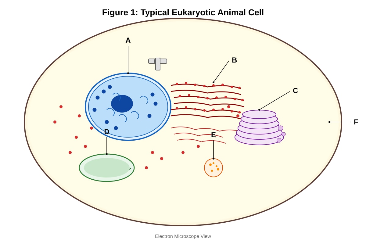 Diagram for Q11 (ALEVEL Biology H2)
