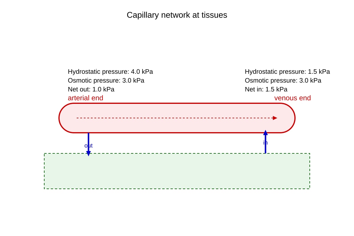 Diagram for Q19 (SEC4 Pure Biology)
