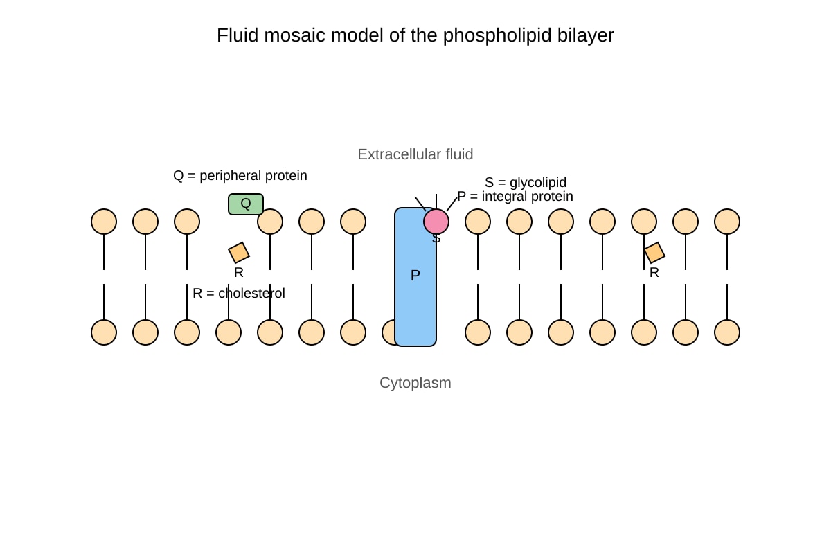 Diagram for Q12 (ALEVEL Biology H2)