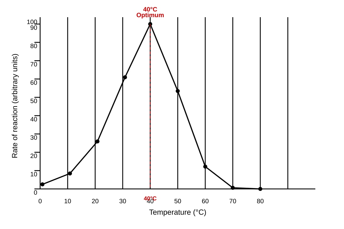 Graph for Q12 (ALEVEL Biology H1)