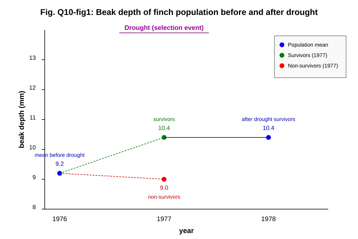 Graph for Q10 (ALEVEL Biology H2)