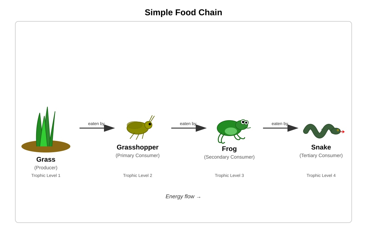 Diagram for placeholder 5 (ALEVEL Biology H1)