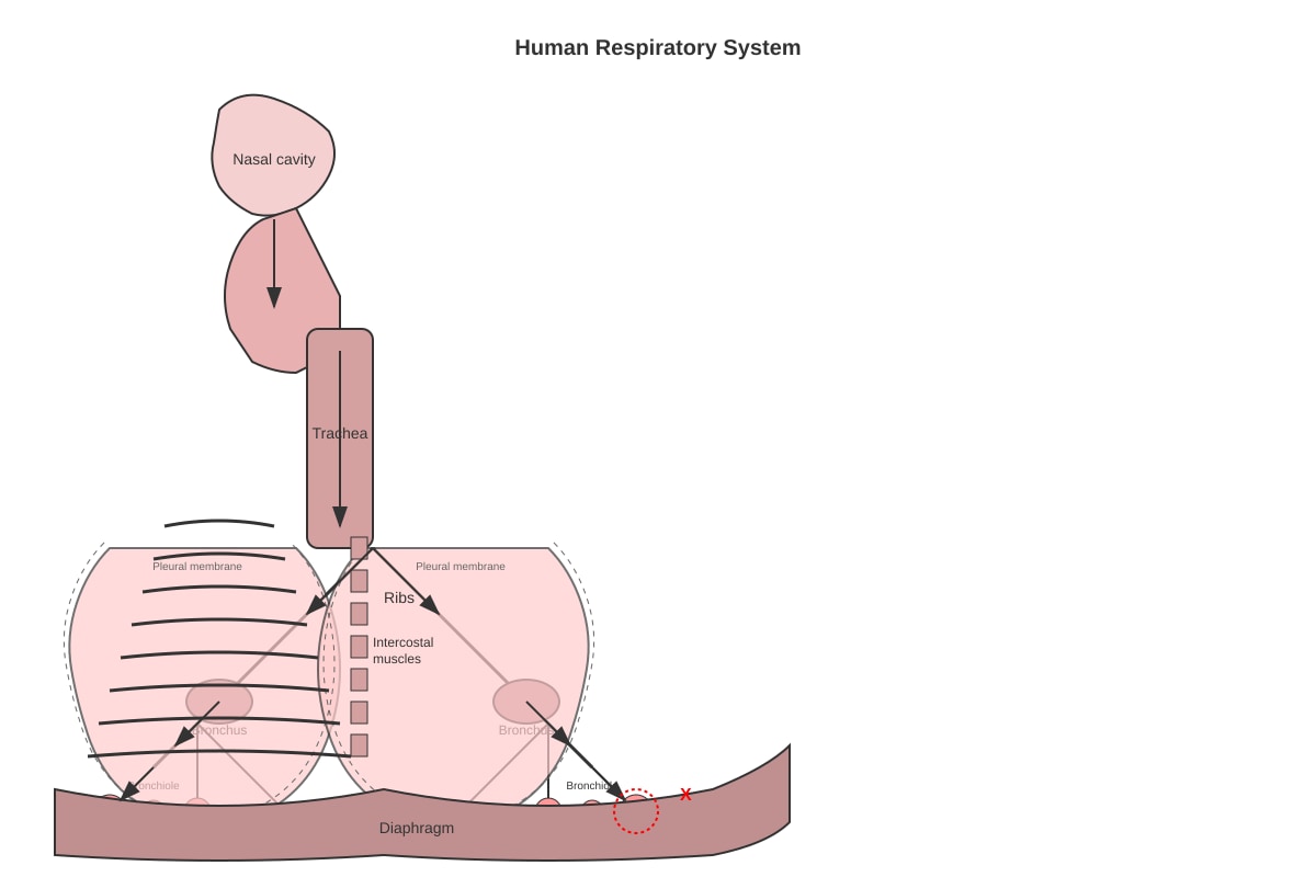 Diagram for Q17 (SEC1 Science)