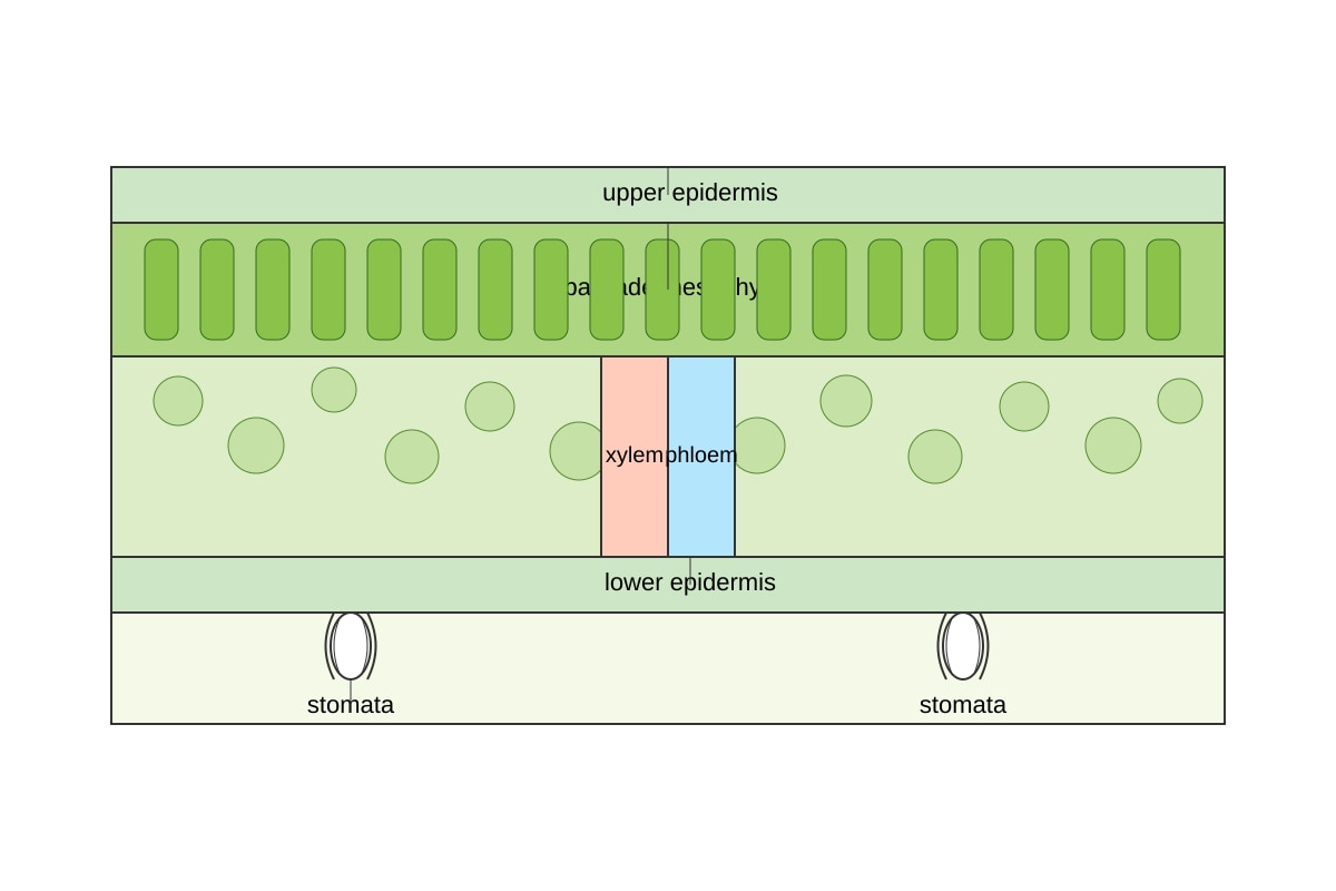 Diagram for Q16 (SEC4 Combined Sci Bio)