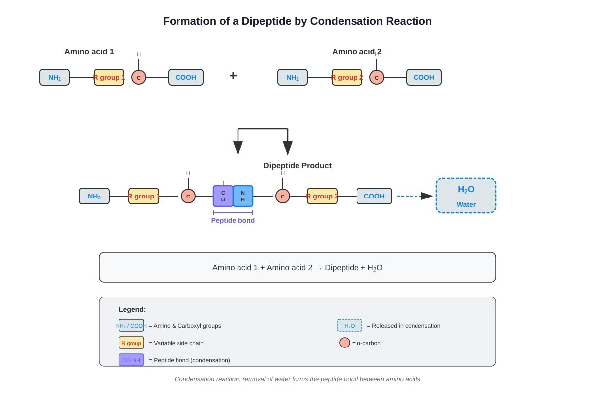 Diagram for Q8 (ALEVEL Biology H1)