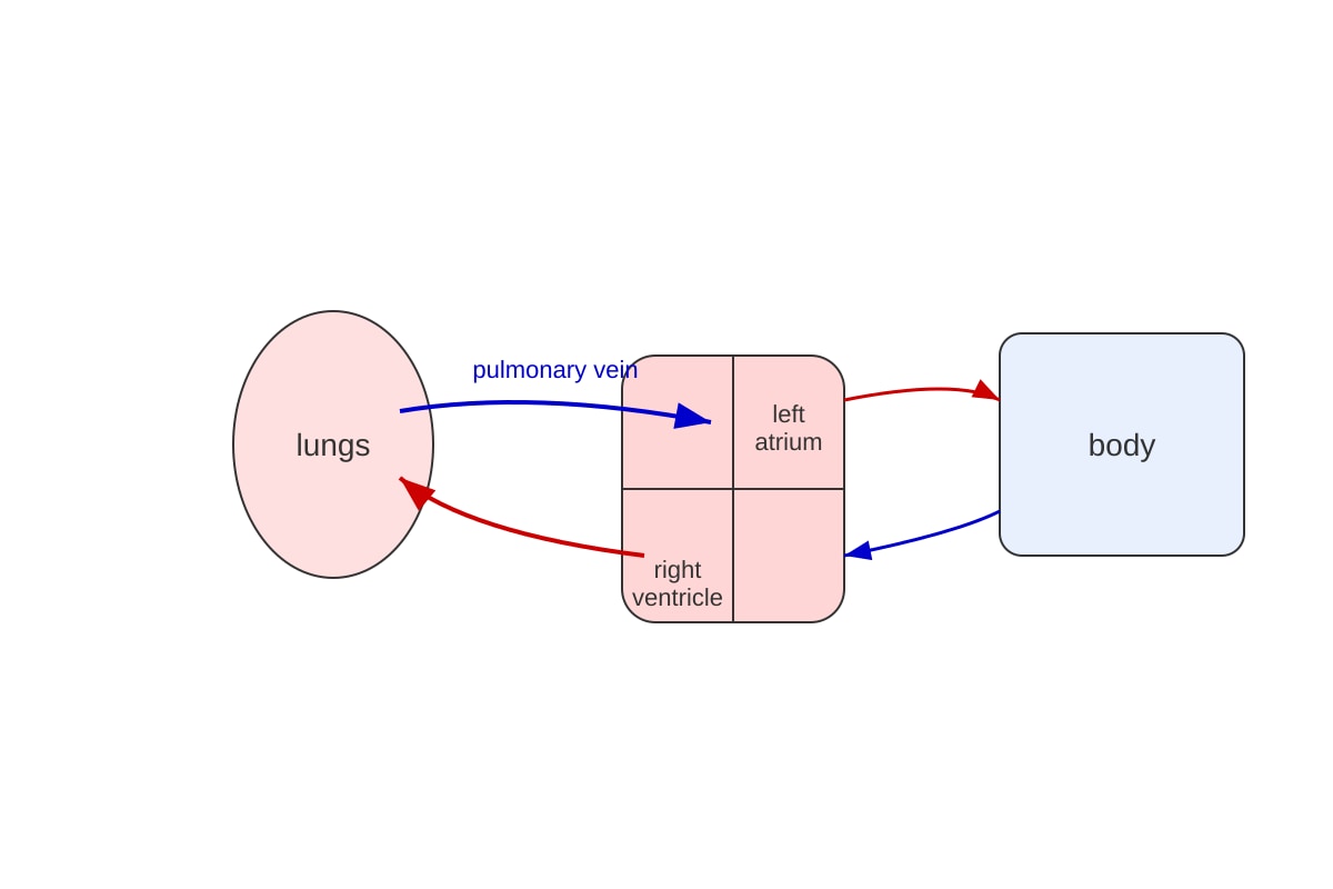 Diagram for Q13 (OLEVEL Biology)